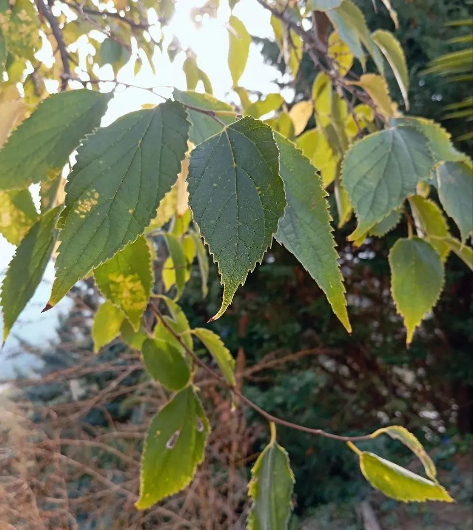 Casa Jardin Natural Sedella ヴィラ